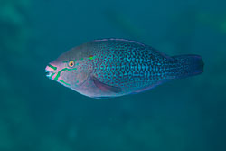 BD-121128-Aqaba-7600-Scarus-ghobban.-Forsskål.-1775-[Blue-barred-parrotfish].jpg